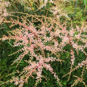 Astilbe (S)  Sprite