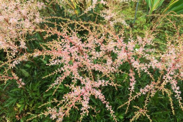 Astilbe (S)  Sprite