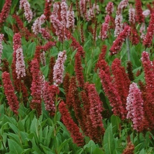Persicaria aff.  Darjeeling Red