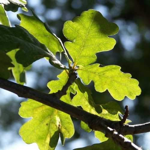 Quercus Robur - Oak