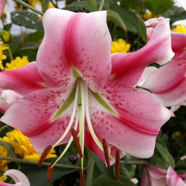 Lilium Anastasia