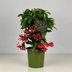 Ardisia crenata red / P14 (premium)