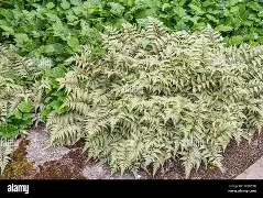 Athyrium niponicum  Metallicum