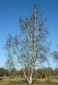 Betula Pendula Fastigiata