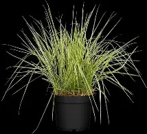 Calamagrostis acut.  Overdam  / P14