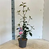 Camellia j.  Bonomiana  / P15