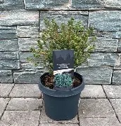 Chamaecyparis t.  Blue Rock ® / 20-25 CM C3