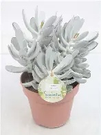 Cotyledon orb.  Silver Peak  / P12