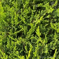 Cupressocyparis l.  Castlewellan