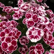 Dianthus  Charmy
