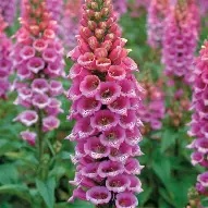 digitalis