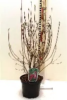 ENKIANTHUS CAMPANULATIS RED BELLS