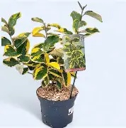 Elaeagnus ebbingei  Gilt Edge  / 3 Ltr pot