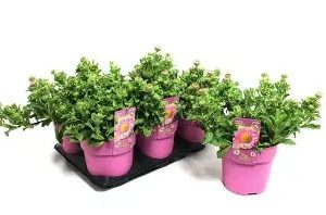 Erigeron glaucus  Sea Breeze