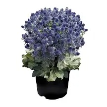 Eryngium  Blue Hobbit
