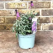 Erysimum  Bowles Mauve