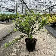 ESCALLONIA MACRANTHA