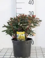Euphorbia a.  Purpurea