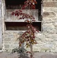 FAGUS SYL. ATROP. Copper Beech