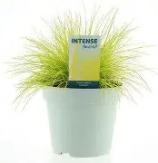 Festuca glauca  AmiGold ® / 2 Ltr pot