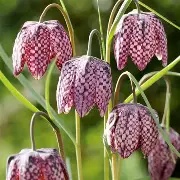 Fritillaria meleagris mixed 10 bulbs Prepack 6/7