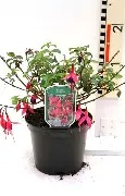 Fuchsia   Mrs Popple