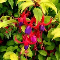Fuchsia  Genii