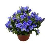 Gentiana scabra  Luis Blue  / P12