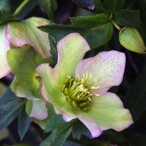 1 Ltr Helleborus  *