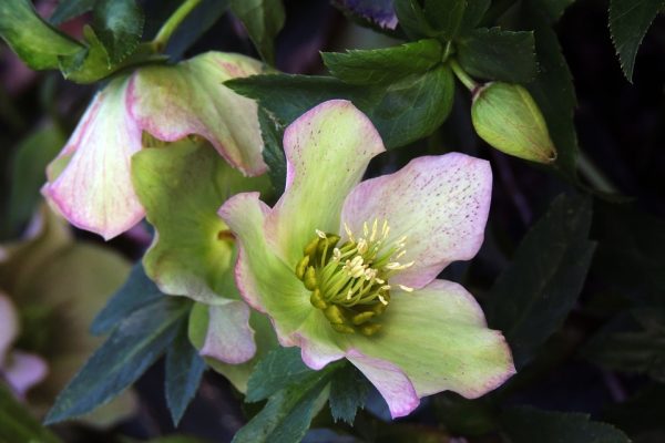 1 Ltr Helleborus  *