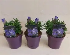 Gentiana (RD)  Blue Heart ® / P13