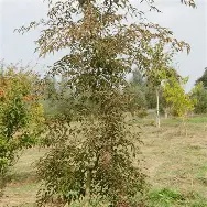 ACER DAVIDII SERPENTINE