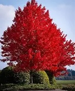 Acer x freemanii Autumn Blaze