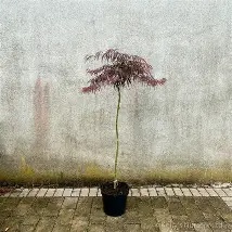 Acer pal.  Tamukeyama