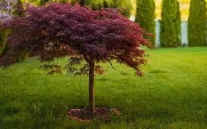 Acer pal.  Inaba-shidare