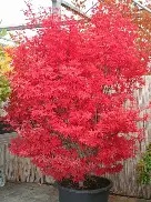Acer pal.  Skeeter s Broom