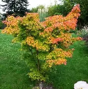 ACER PALM.ORANGE DREAM