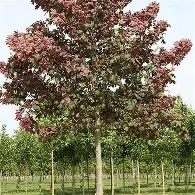 ACER SPAETHII