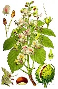 AESCULUS HIPPOCASTANUM - Horse Chestnut