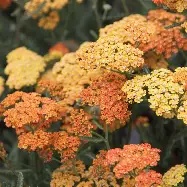 Achillea  Terracotta