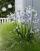 Agapanthus  Twister