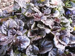 Ajuga rep.  Black Scallop