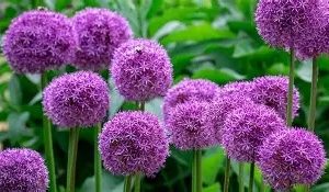 Allium Potted (Mixed Varieties)