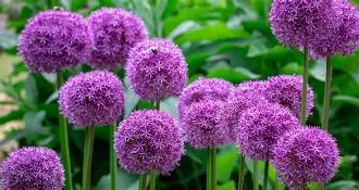 Allium Potted (Mixed Varieties)