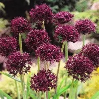 Allium atropurpureum 15 bulbs size 10/12
