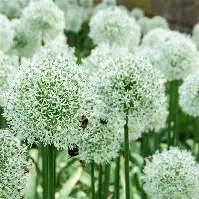 Allium Mount Everest 3 bulbs prepack 16/18