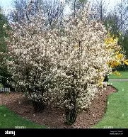 AMELANCHIER CAN. LAMARKII (Multistem)