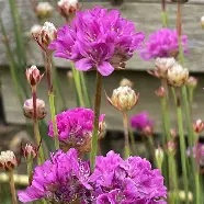 Armeria pseud.  Ballerina Lilac  / 1.5 Ltr pot