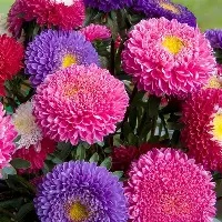 Aster China Mix