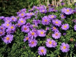 Aster dumosus mix / P21